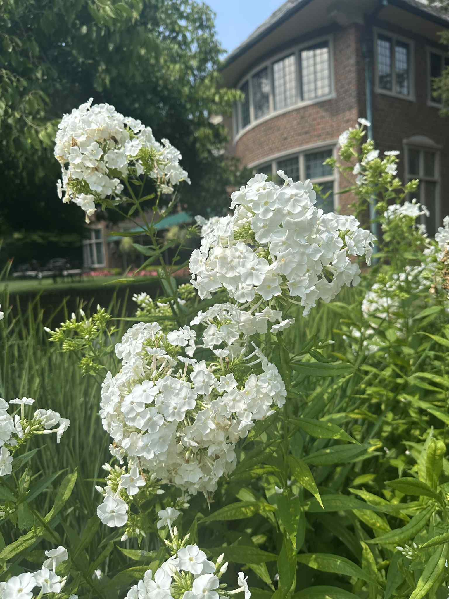 Clusters of white flowers bloom in front of a brick building with large windows at Applewood Estate, part of the Ruth Mott Foundation, on a sunny day.