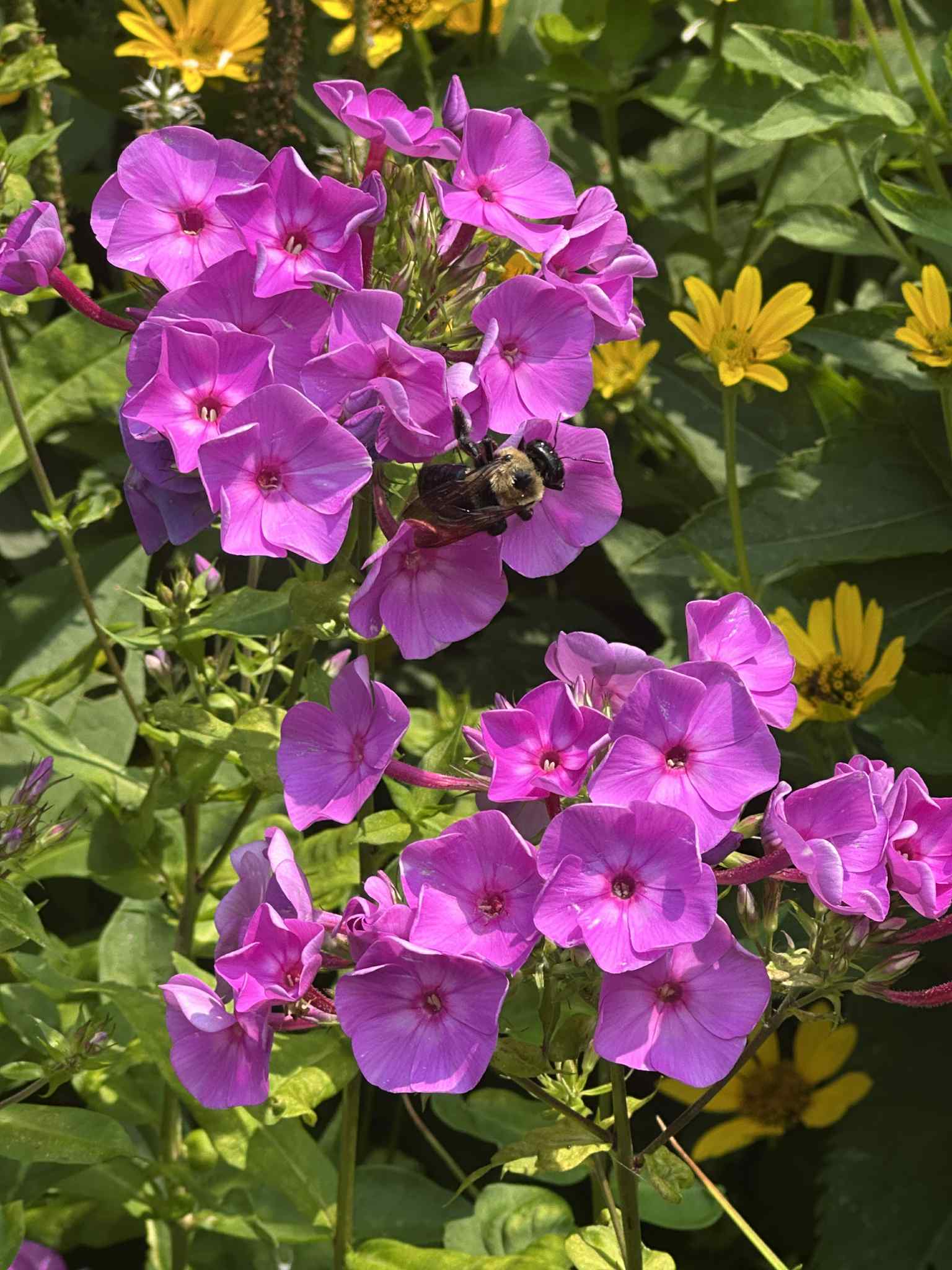 A bumblebee collects nectar from vibrant purple flowers at Applewood Estate, with yellow blooms and green leaves in the background, part of the lush gardens maintained by the Ruth Mott Foundation.