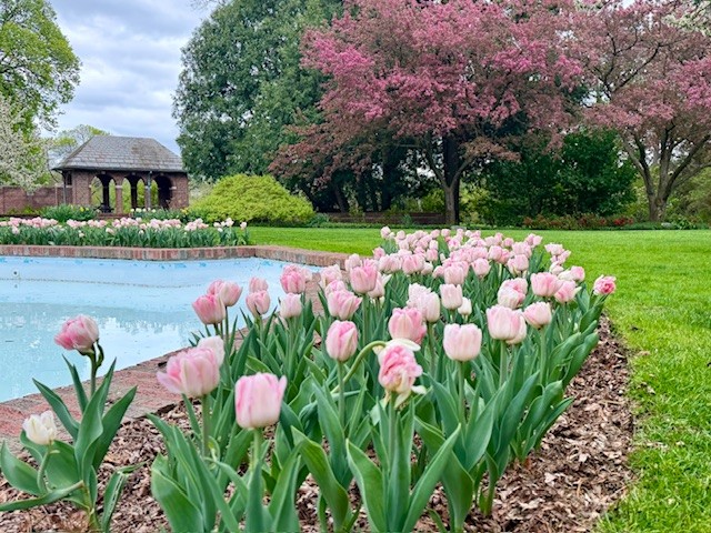 Rows of pink tulips border a pool in the landscaped gardens of Applewood Estate, part of the Ruth Mott Foundation, with green grass, large trees, and a brick pavilion in the background.