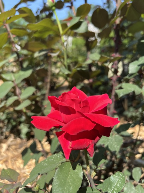 A single red rose in full bloom with green leaves and blurred foliage in the background under sunlight at Applewood Estate, part of the Ruth Mott Foundation.
