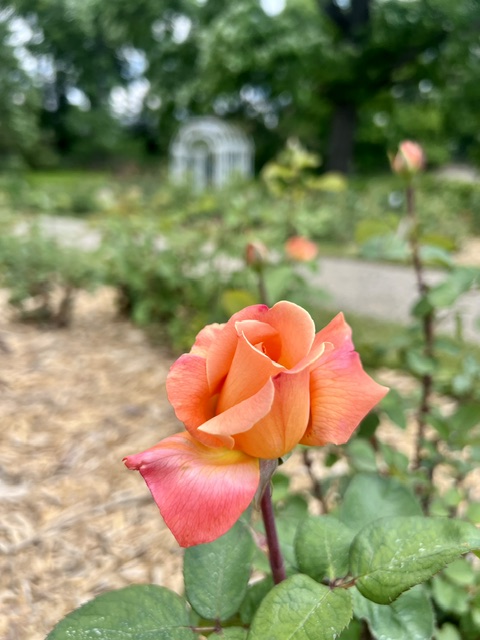 Close-up of an orange-pink rosebud in a garden at Applewood Estate, with blurred greenery and the white gazebo of the Ruth Mott Foundation visible in the background.