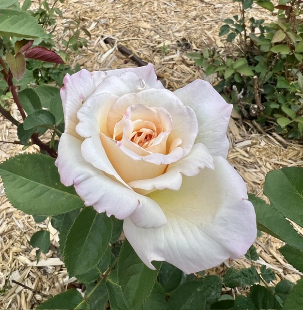 A pale peach rose in full bloom with green leaves, growing in a garden bed covered with wood chips at Applewood Estate, part of the Ruth Mott Foundation, and surrounded by other plants.