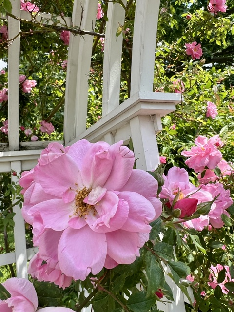 Close-up of a blooming pink rose at Applewood Estate Ruth Mott Foundation, set before a white wooden trellis and surrounded by green leaves and more pink flowers in the background.