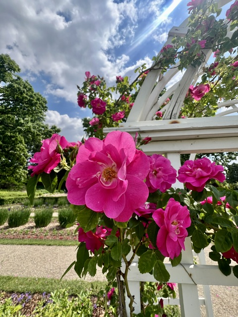 Bright pink roses in full bloom climb a white garden trellis at Applewood Estate, managed by the Ruth Mott Foundation, with green trees and a gravel path visible under a partly cloudy sky.