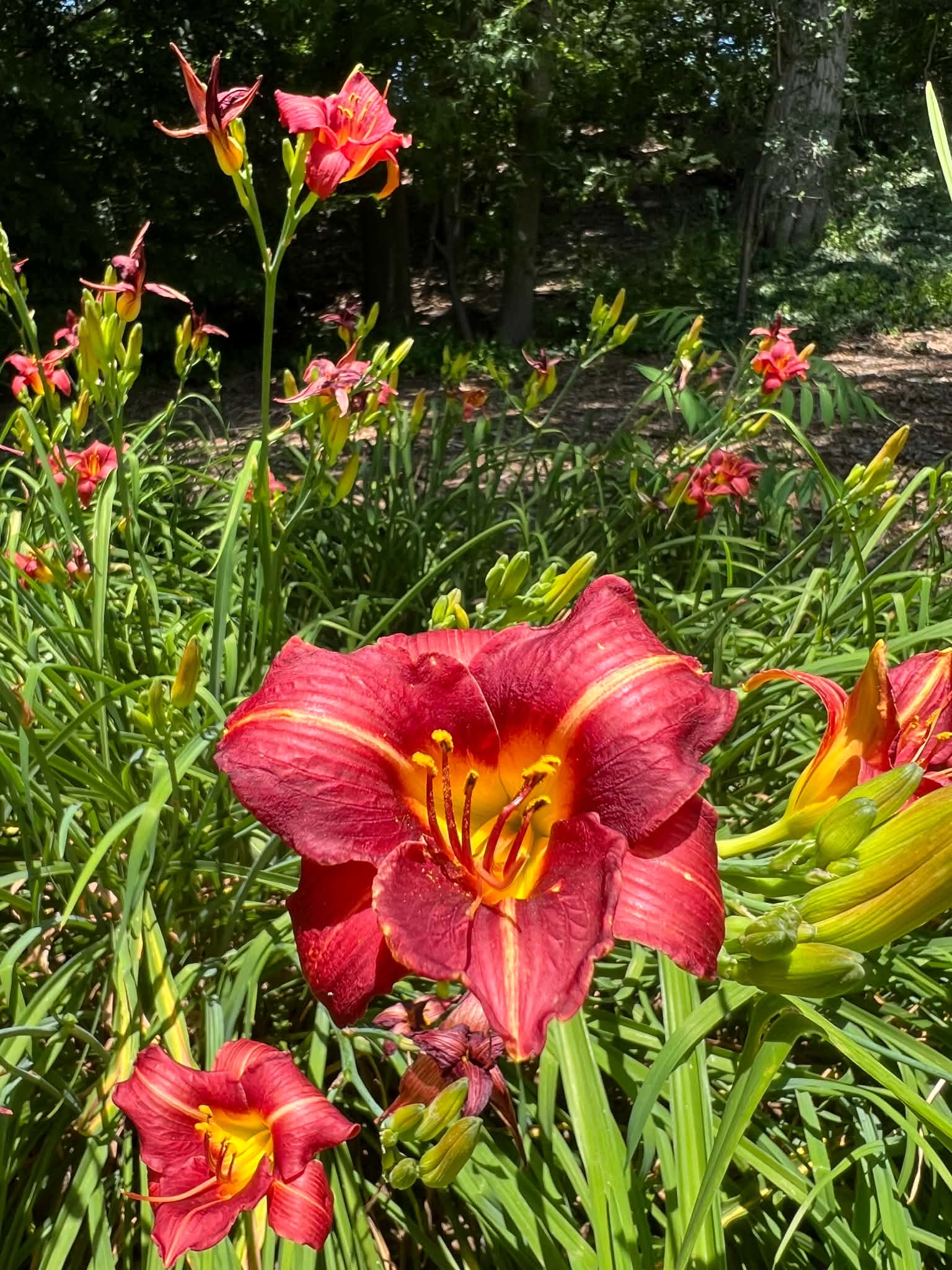 Bright red daylilies with yellow centers bloom among green leaves in a sunlit garden at Applewood Estate, part of the historic Ruth Mott Foundation, with more lilies and trees visible in the background.