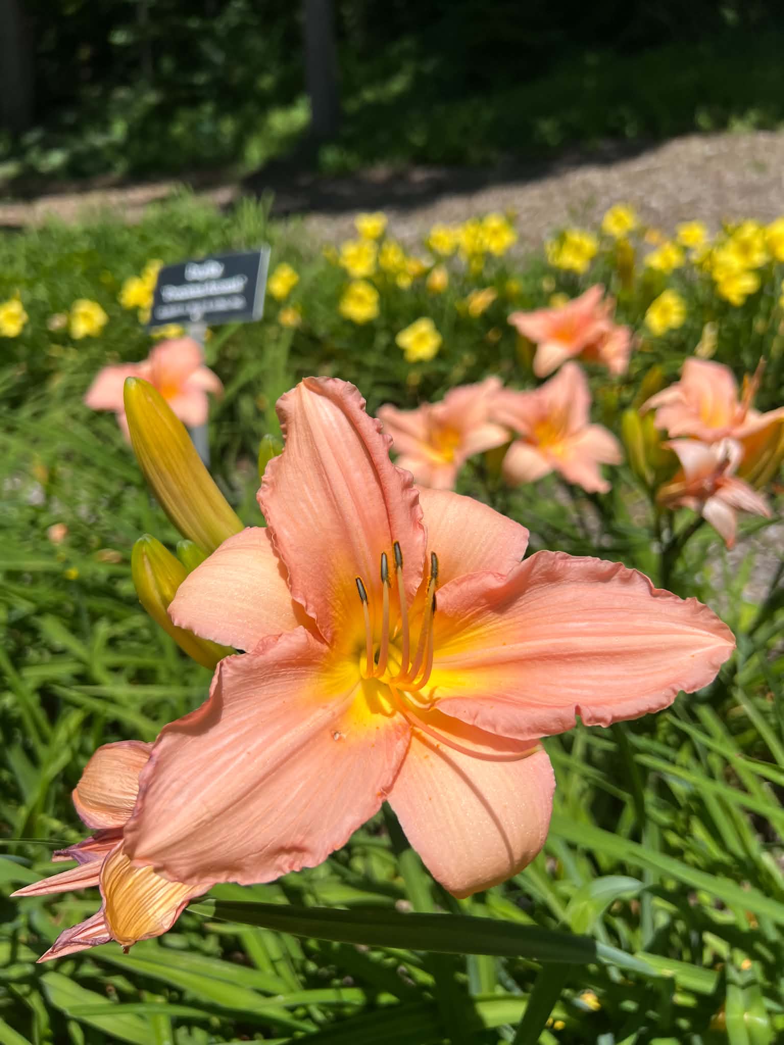 Close-up of an orange daylily in bloom with green leaves, more orange lilies, yellow flowers, and a small, blurred garden label in the background under sunlight at Applewood Estate Ruth Mott Foundation.