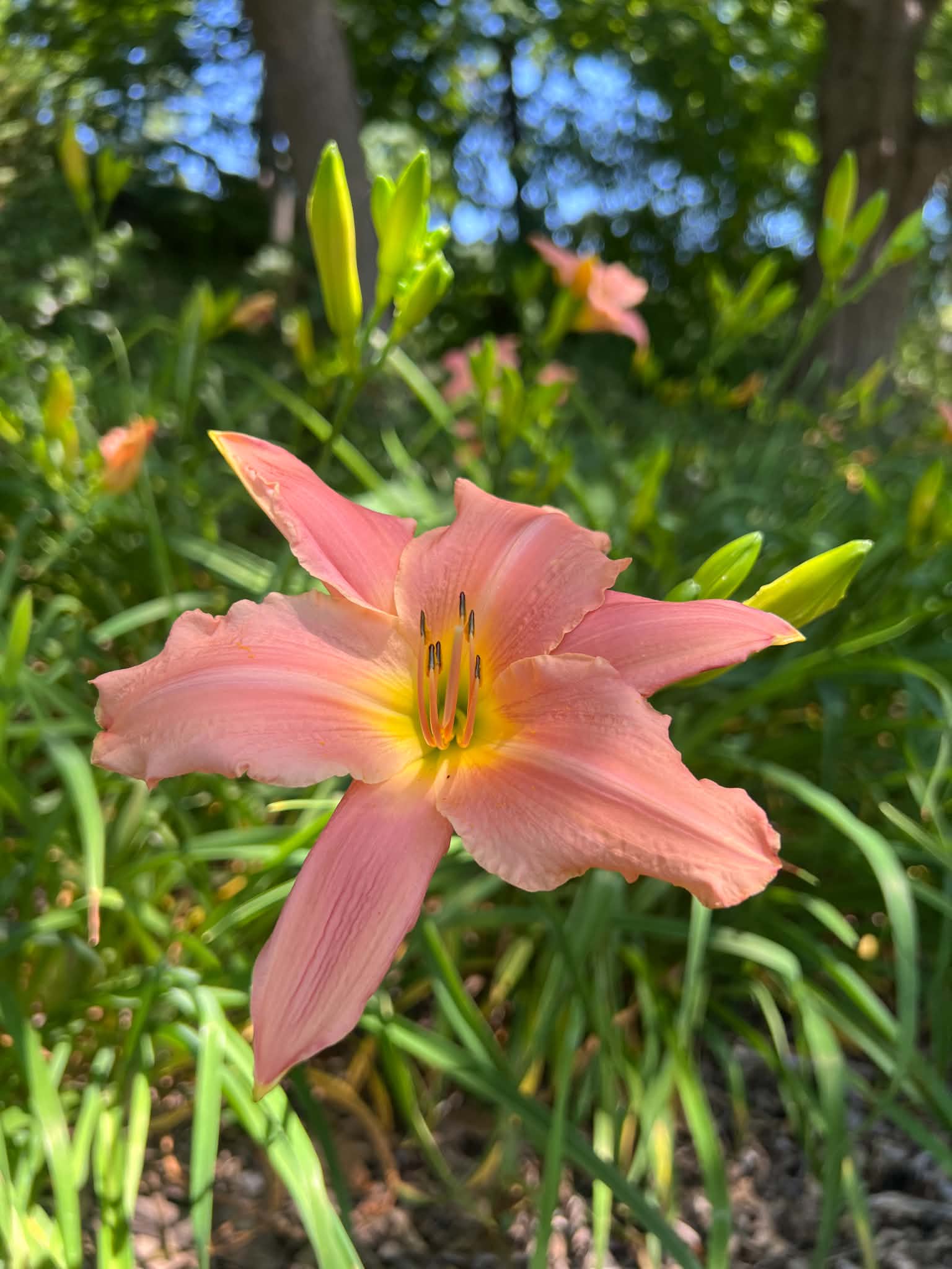 Close-up of a pink daylily flower with yellow center, surrounded by green leaves and unopened buds outdoors in bright sunlight at Applewood Estate, part of the Ruth Mott Foundation.