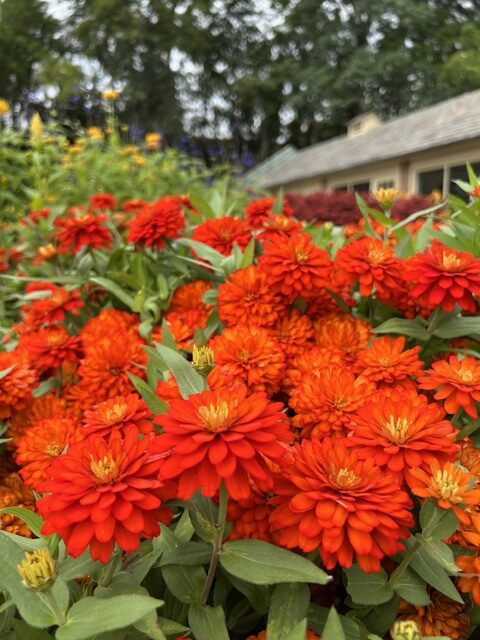 A cluster of bright orange flowers with green leaves in a garden at Applewood Estate Ruth Mott Foundation, with a building and trees blurred in the background.