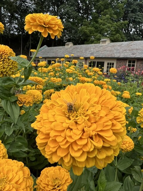 A bee collects nectar from a large yellow zinnia flower in a garden filled with similar blooms at Applewood Estate Ruth Mott Foundation. A brick building with a gray roof is visible in the background amid green trees.