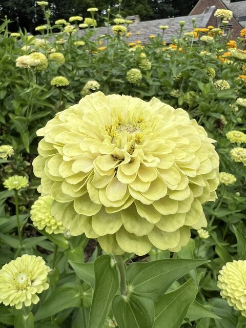 A close-up of a large pale yellow zinnia flower in a garden at the Applewood Estate Ruth Mott Foundation, surrounded by similar flowers and lush green foliage.