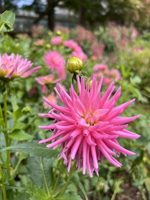Close-up of a pink dahlia flower in bloom, with a blurred background of green leaves and more pink flowers in a garden.