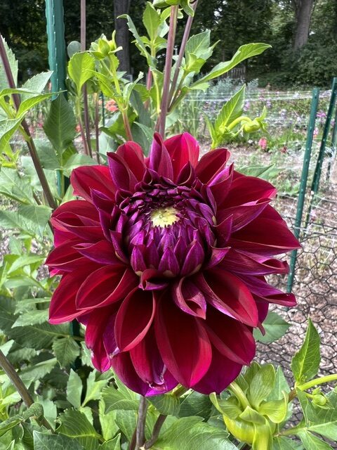 A large, deep red dahlia flower in full bloom with green foliage and a garden fence visible in the background.