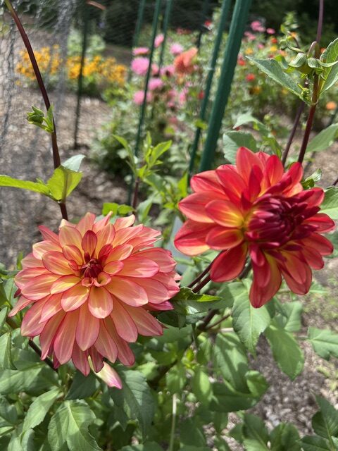 Two red and orange dahlias bloom in a garden, surrounded by green leaves and other colorful flowers in the background.